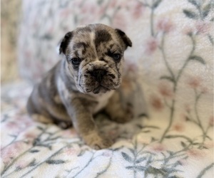 French Bulldog Puppy for sale in NORTH SACRAMENTO, CA, USA