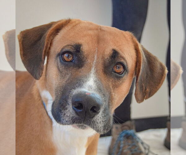 Medium Photo #2 Bassetdor Puppy For Sale in Huntley, IL, USA