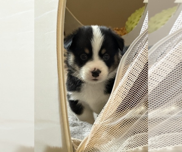 Medium Photo #1 Pembroke Welsh Corgi Puppy For Sale in INDEPENDENCE, MO, USA