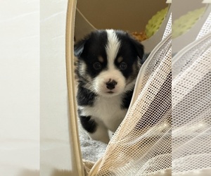 Medium Pembroke Welsh Corgi