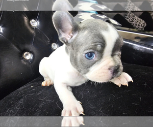 French Bulldog Puppy for Sale in NORTH LAS VEGAS, Nevada USA