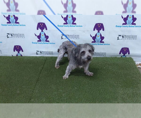 Medium Photo #1 Dandie Dinmont Terrier-Kerry Blue Terrier Mix Puppy For Sale in Orlando, FL, USA
