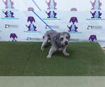 Small Dandie Dinmont Terrier-Kerry Blue Terrier Mix