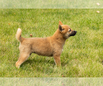 Small #2 Shiba Inu