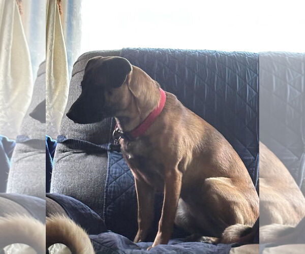 Medium Photo #6 Mutt Puppy For Sale in Rootstown, OH, USA