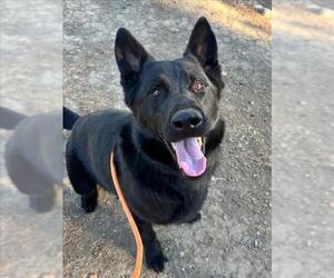 German Shepherd Dog Dogs for adoption in Woodland, CA, USA