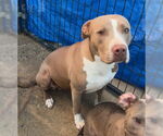 Small #5 Bulldog Mix
