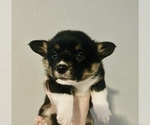 Small Photo #2 Pembroke Welsh Corgi Puppy For Sale in CLARION, IA, USA