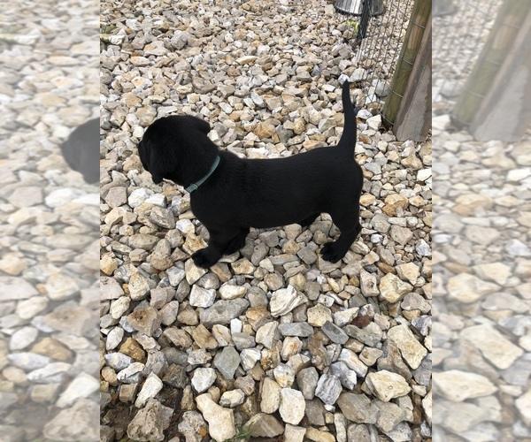 Medium Photo #1 Labrador Retriever Puppy For Sale in MONTREAL, MO, USA