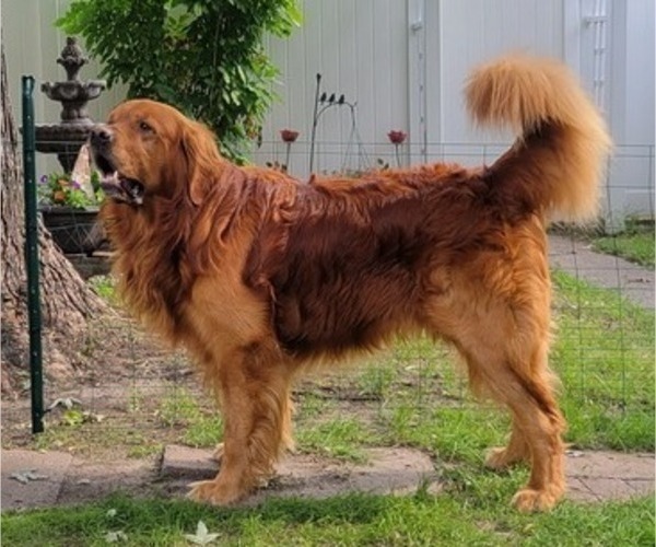 Medium Photo #1 Golden Retriever Puppy For Sale in MINNEAPOLIS, MN, USA