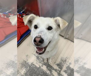 Siberian Husky Dogs for adoption in Fairbanks, AK, USA