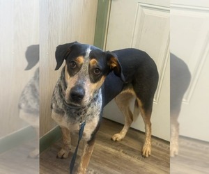 Bluetick Coonhound-Coonhound Mix Dogs for adoption in Oakhurst, NJ, USA