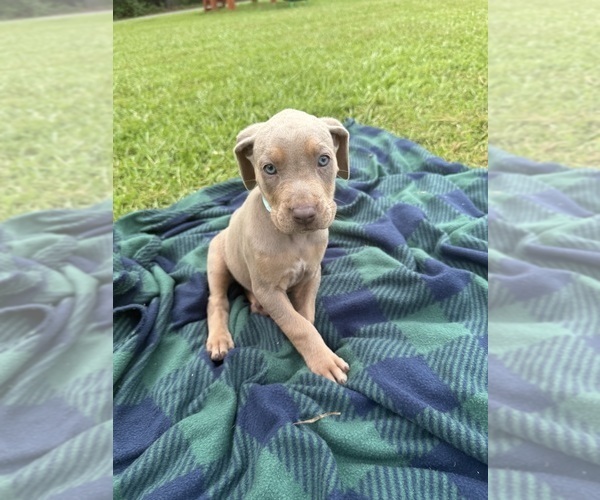 Medium Photo #7 Catahoula Leopard Dog Puppy For Sale in KEITHVILLE, LA, USA