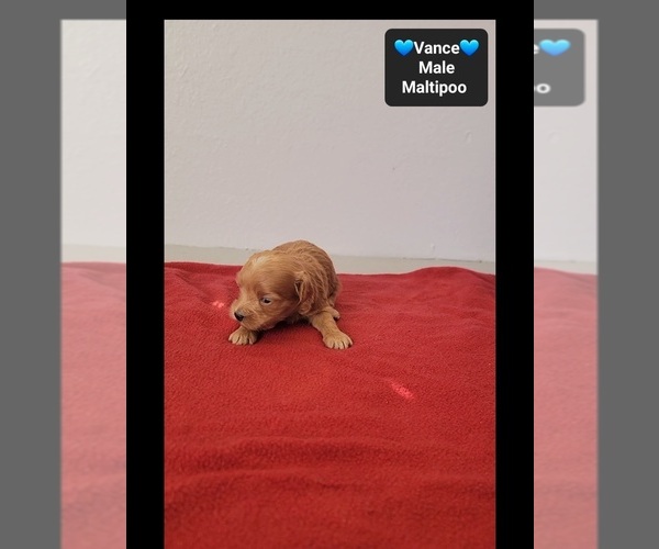 Medium Photo #2 Maltipoo (Toy) Puppy For Sale in TUCSON, AZ, USA
