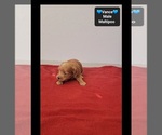Vance - Male Maltipoo (Toy) Puppy for Sale - Photo #2