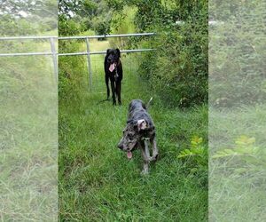 Great Dane Dogs for adoption in Oviedo, FL, USA