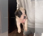 Puppy Zenith Saint Bernard