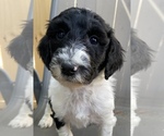 Puppy 2 Poodle (Standard)-Shepadoodle Mix