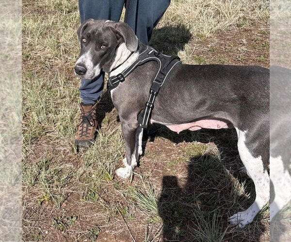 Medium Photo #3 Great Dane-Unknown Mix Puppy For Sale in Lakewood, CO, USA