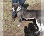 Small #2 Great Dane Mix