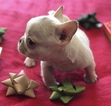 Small Photo #8 French Bulldog Puppy For Sale in CHARLESTON, SC, USA