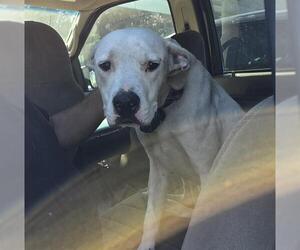 American Bulldog Dogs for adoption in Fort Lauderdale, FL, USA