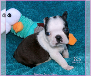 Boston Terrier Puppy for sale in MOSELLE, MS, USA