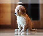 Small Photo #1 Poodle (Standard) Puppy For Sale in STANLEY, VA, USA