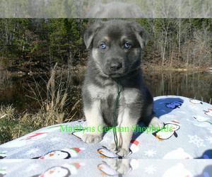 German Shepherd Dog Puppy for sale in PIEDMONT, MO, USA