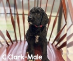 Puppy Puppy 4 Clark Goldendoodle