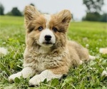 Puppy Milo RESERVED American Corgi