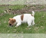 Small Photo #3 Jack Russell Terrier Puppy For Sale in FREEMAN, MO, USA