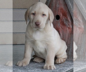 Labrador Retriever Puppy for sale in FREDERICKSBURG, OH, USA