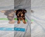 Small Photo #350 Yorkshire Terrier Puppy For Sale in AKRON, OH, USA