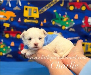 Maltese Puppy for sale in WINNSBORO, LA, USA