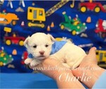 Image preview for Ad Listing. Nickname: Charlie