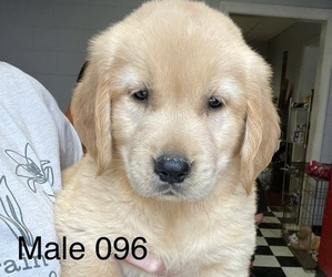 Golden Retriever Puppy for Sale in FORT VALLEY, Georgia USA