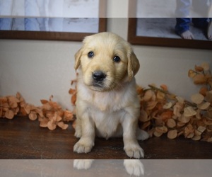 Golden Retriever Puppy for sale in FORDLAND, MO, USA