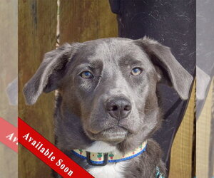 Borador Dogs for adoption in Huntley, IL, USA