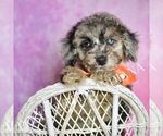 Small Photo #93 Poodle (Miniature) Puppy For Sale in WARSAW, IN, USA