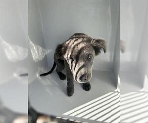 Labrador Retriever Dogs for adoption in Houston, TX, USA