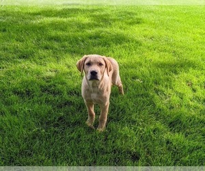 Golden Labrador Puppy for sale in HOLTWOOD, PA, USA
