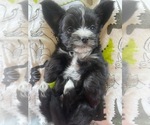 Puppy 3 ShihPoo-YorkiePoo Mix