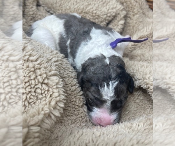 Medium Photo #22 Goldendoodle Puppy For Sale in PIERSON, FL, USA