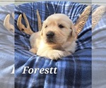 Puppy Forrest Golden Retriever