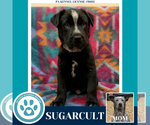 Medium Photo #6 Mutt Puppy For Sale in Kimberton, PA, USA