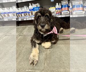 Bernedoodle Dogs for adoption in Lee's Summit, MO, USA