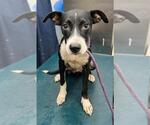 Small Whippet Mix