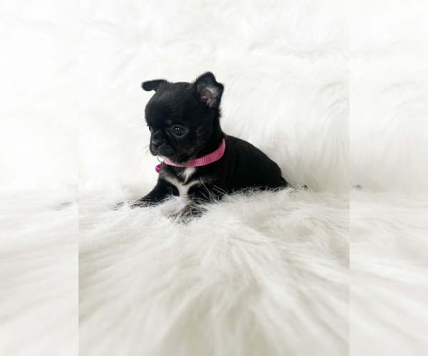 Medium Photo #9 Chihuahua Puppy For Sale in SACRAMENTO, CA, USA
