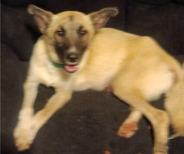 Medium Photo #1 German Shepherd Dog-Great Pyrenees Mix Puppy For Sale in JONESBORO, GA, USA